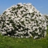 Rhododendron cunninghams white: zimska otpornost, sadnja i njega, fotografija